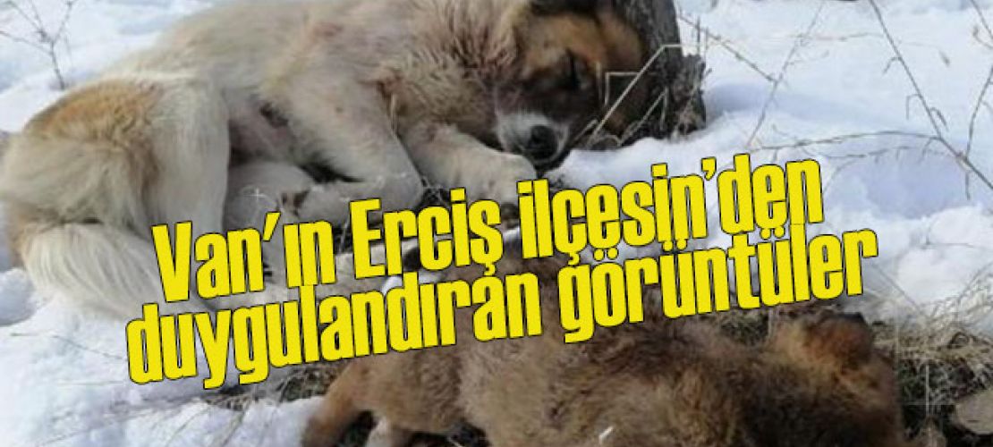 Van'ın Erciş ilçesin'den duygulandıran görüntü