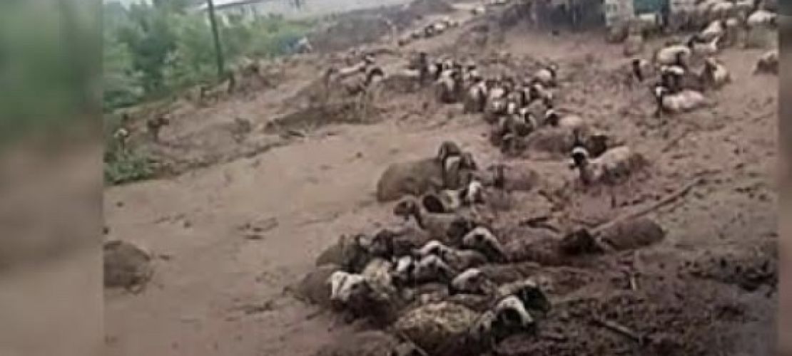 Van Erciş’te sel felaketi: 15 hayvan telef oldu