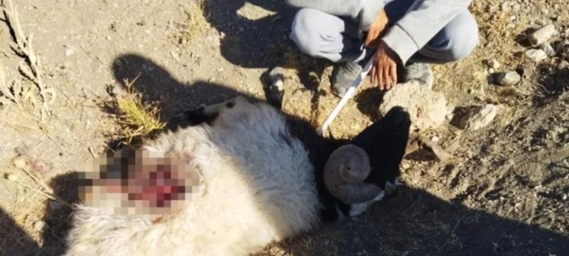 Van’da kurt sürüye saldırdı: 28 koyun telef oldu
