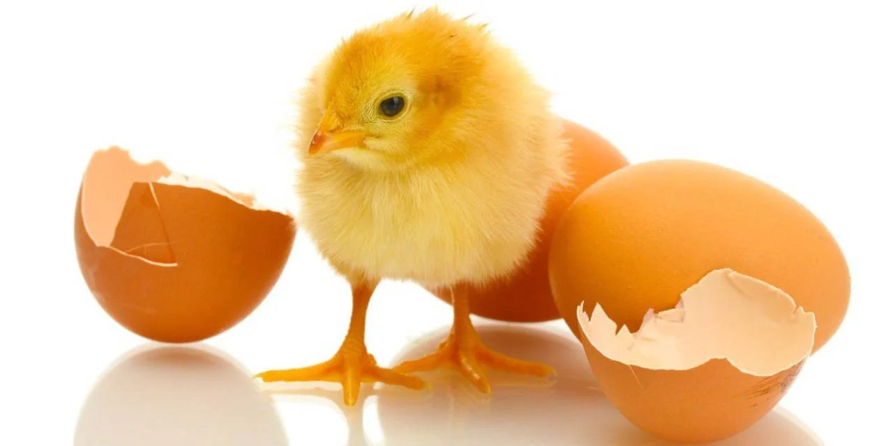 Bilim İnsanları Yumurtadaki Civcivin Cinsiyetini Değiştirmeyi Başardı