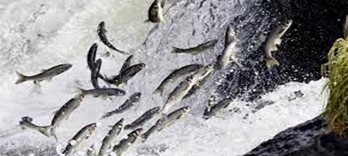 Van Gölü'ndeki av yasağında 55 ton inci kefali ele geçirildi