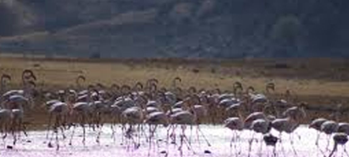 Flamingolar Erçek Gölü'nde Görsel Şölen Sunuyor