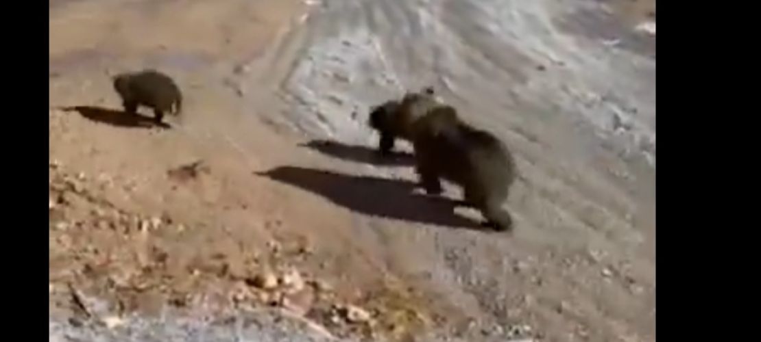 Van'da görüntülenen ayılar paniğe neden oldu