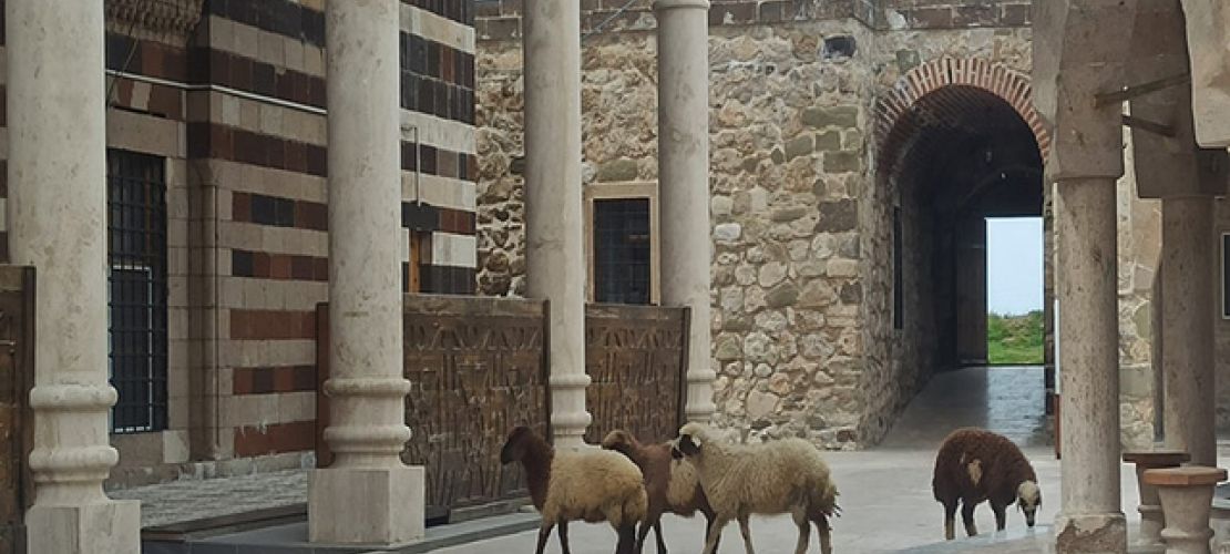 Eski Van Şehri'nde Koyunlar Cami'ye Girdi