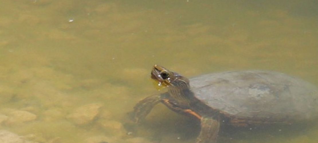 Van'da Kaplumbağa Ölümlerine Karşı Hareket Başladı