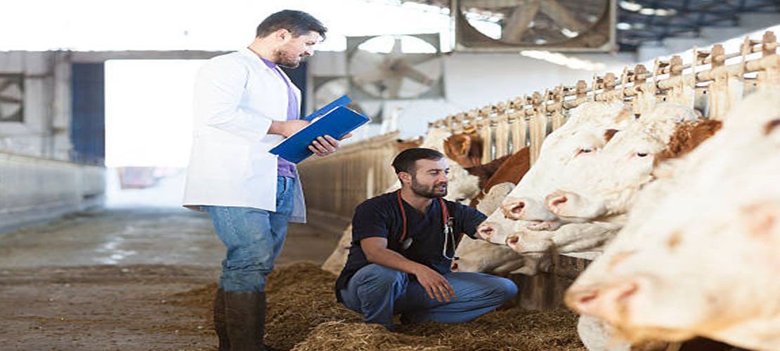 Kurban Kesiminde Güvenlik Uyarısı