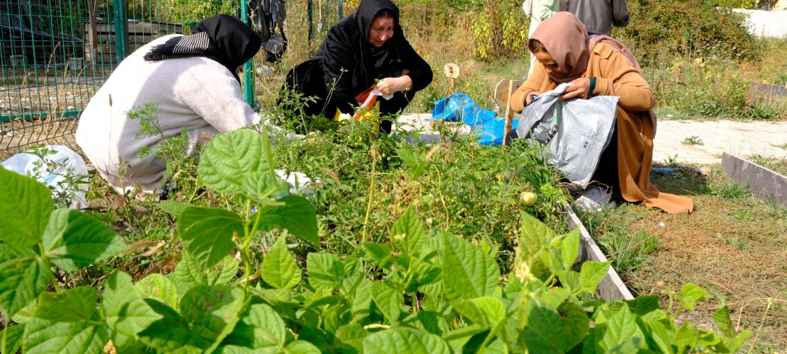 Kadın Komün Bostanı’nda Son Hasat